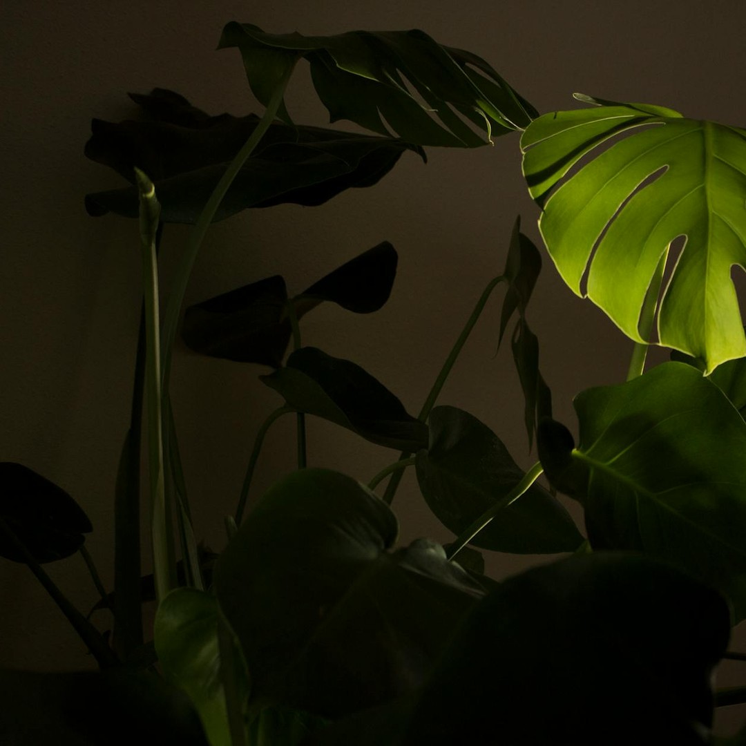 Les plantes suivent une horloge interne qui anticipe la fin du jour.
