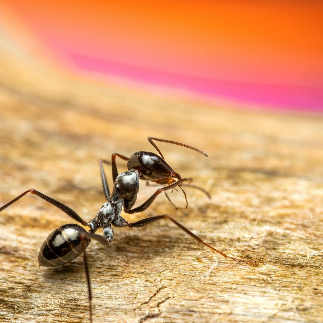Certaines fourmis nocturnes s'orientent grâce à la lumière polarisée de la Lune.