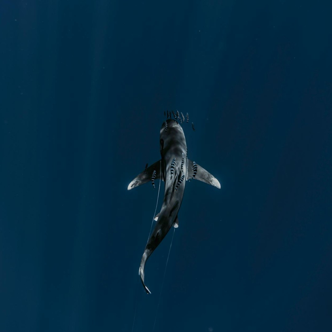 Les requins peuvent détecter les champs magnétiques terrestres.