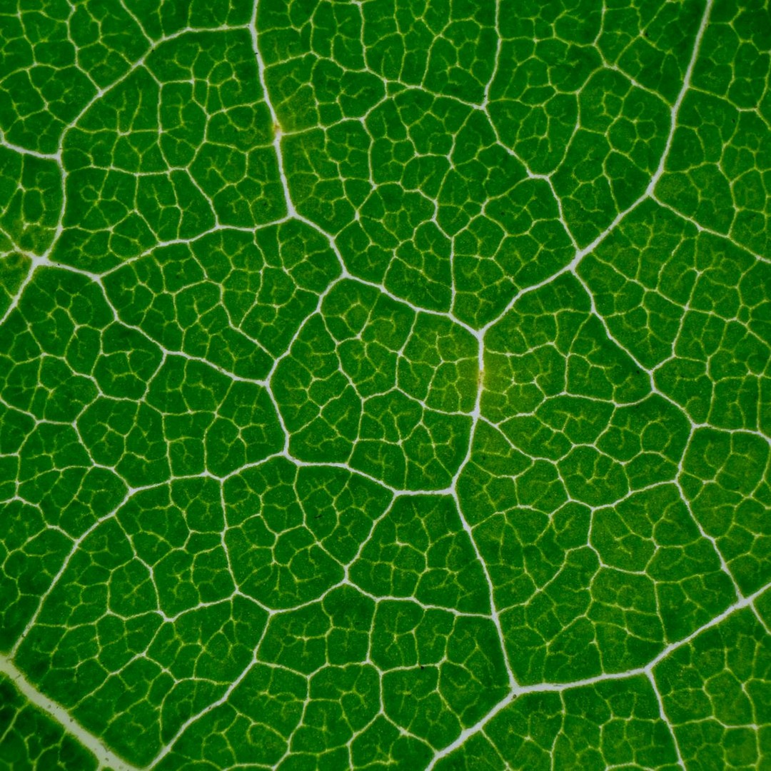 Les plantes produisent aussi des signaux électriques en réponse à des stimulations.