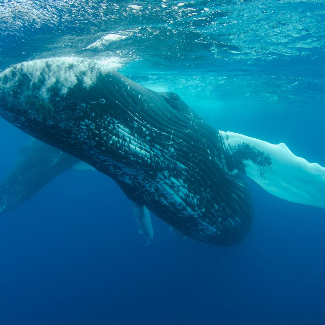 Les requins-baleines peuvent vivre plus de 100 ans.