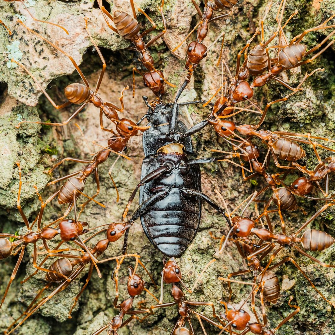 Les fourmis tueuses peuvent dévorer un animal en quelques heures.
