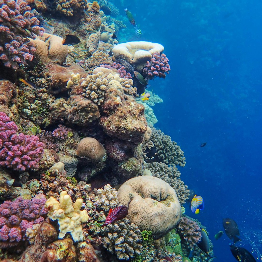La Grande Barrière de Corail est plus grande que le Royaume-Uni.
