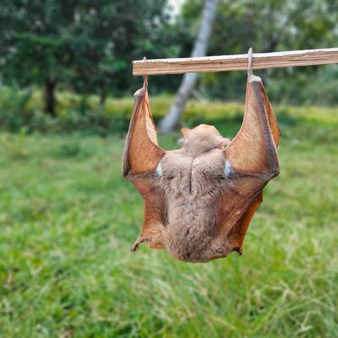 Les chauves-souris insectivores peuvent capturer de nombreux insectes en une nuit.