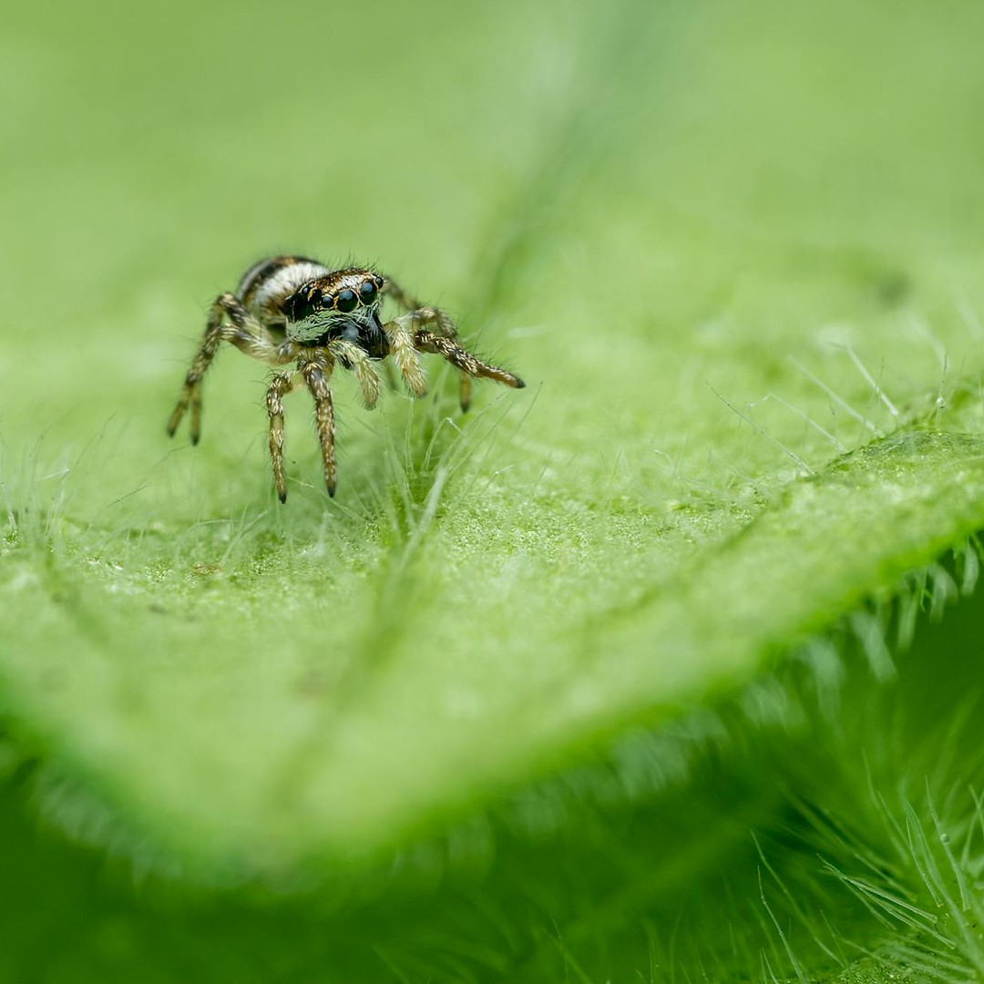 Les araignées sauteuses peuvent voir derrière elles sans bouger.
