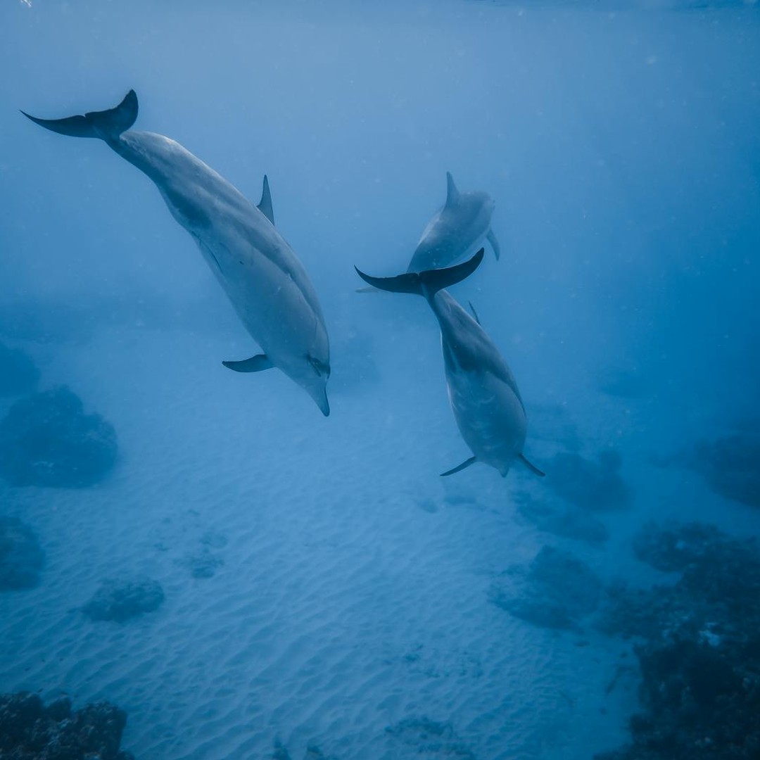 Les dauphins respirent volontairement : chaque souffle est un acte conscient.