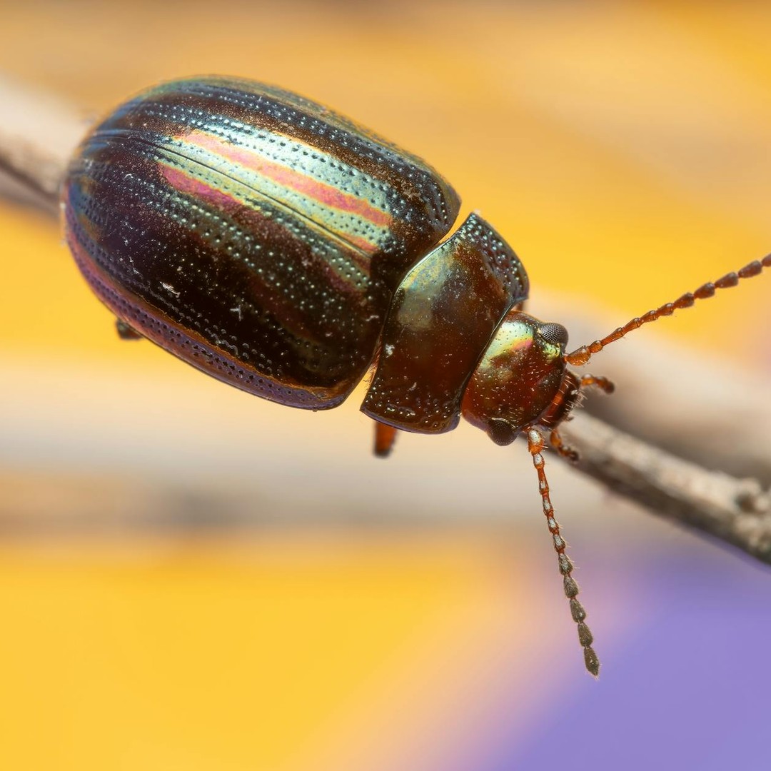 Les insectes représentent 80% de toutes les espèces animales connues.