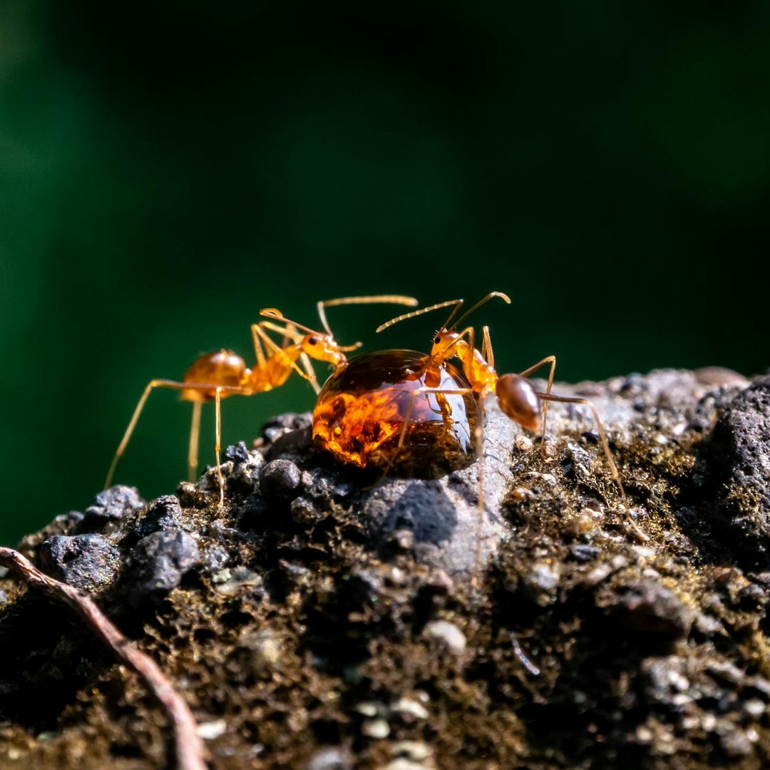 Les fourmis ont colonisé la Terre depuis 130 millions d'années.