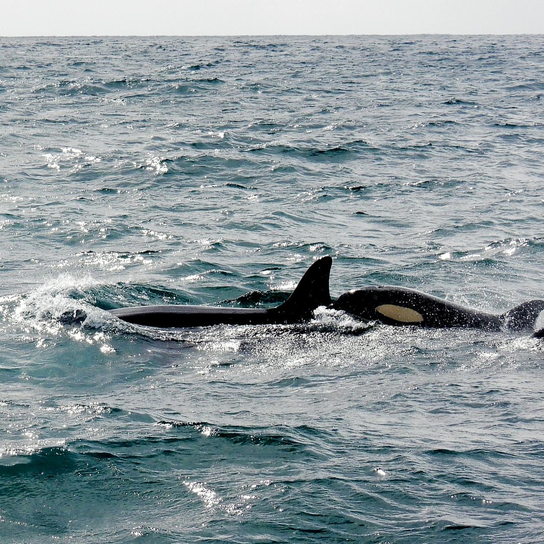 Des orques élevées avec des dauphins peuvent imiter leurs vocalisations.