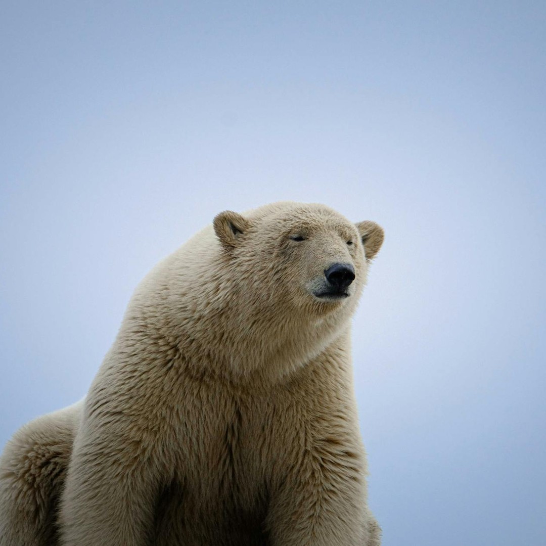 Les ours polaires ont la peau noire sous une fourrure transparente.