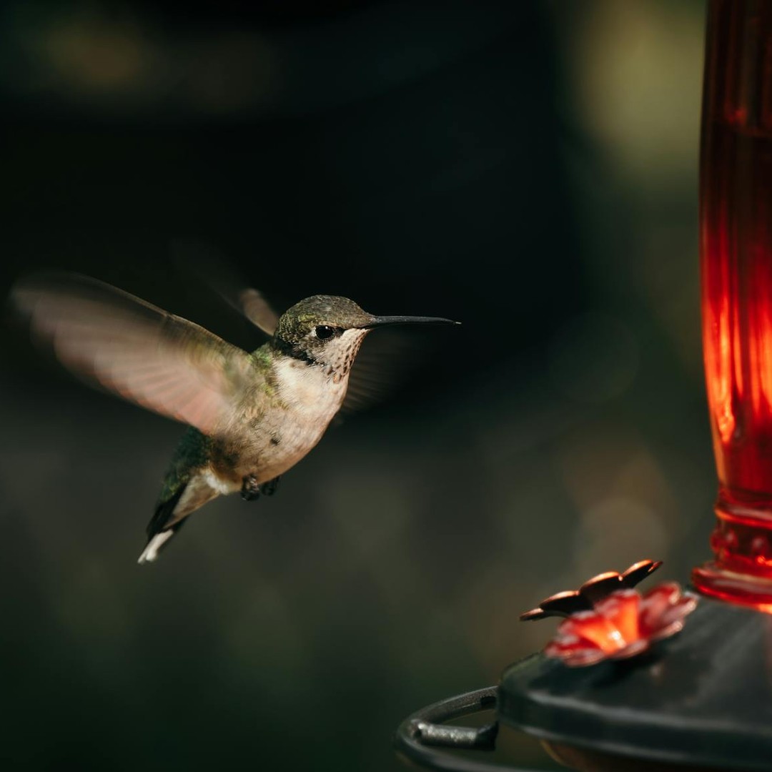 Le cœur d'un colibri peut dépasser 1 000 battements par minute en vol.