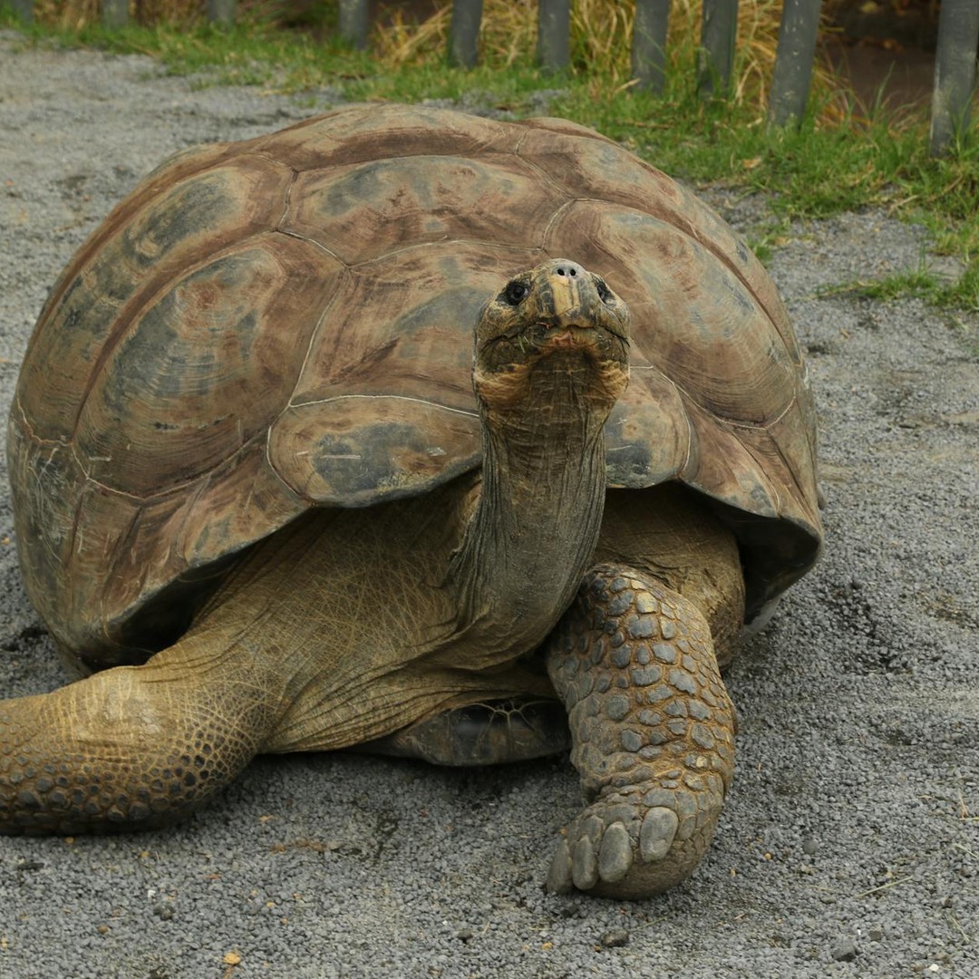 Les tortues existent depuis plus de 220 millions d'années et ont côtoyé les dinosaures.