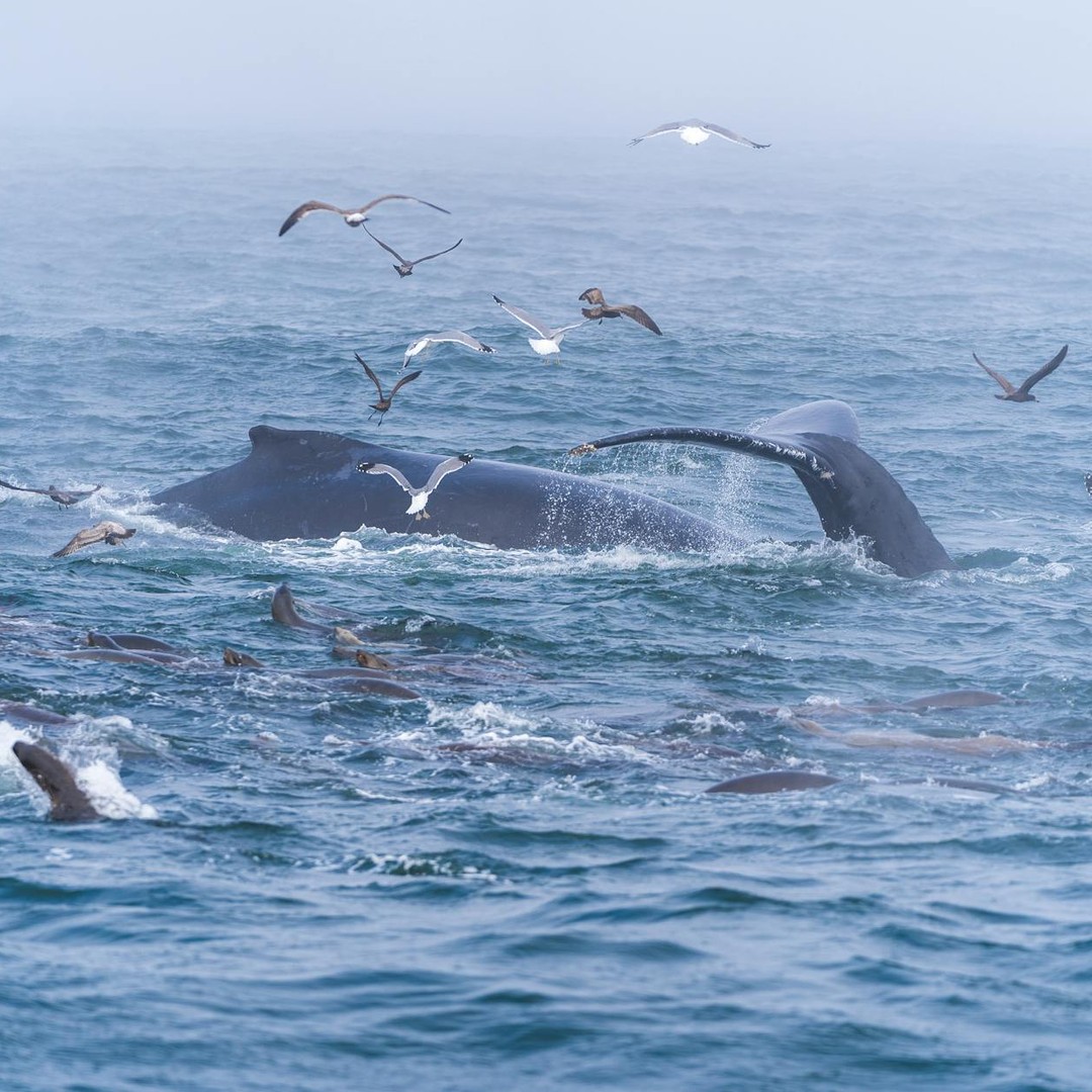 Les baleines à bosse créent des bulles pour piéger le krill.