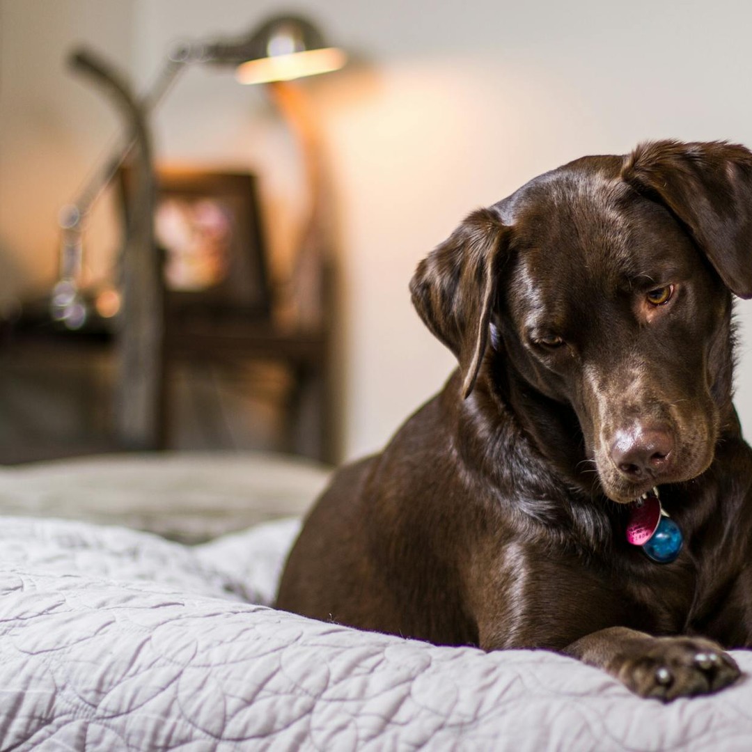 Des chiens entraînés peuvent détecter certains cancers grâce à leur odorat.