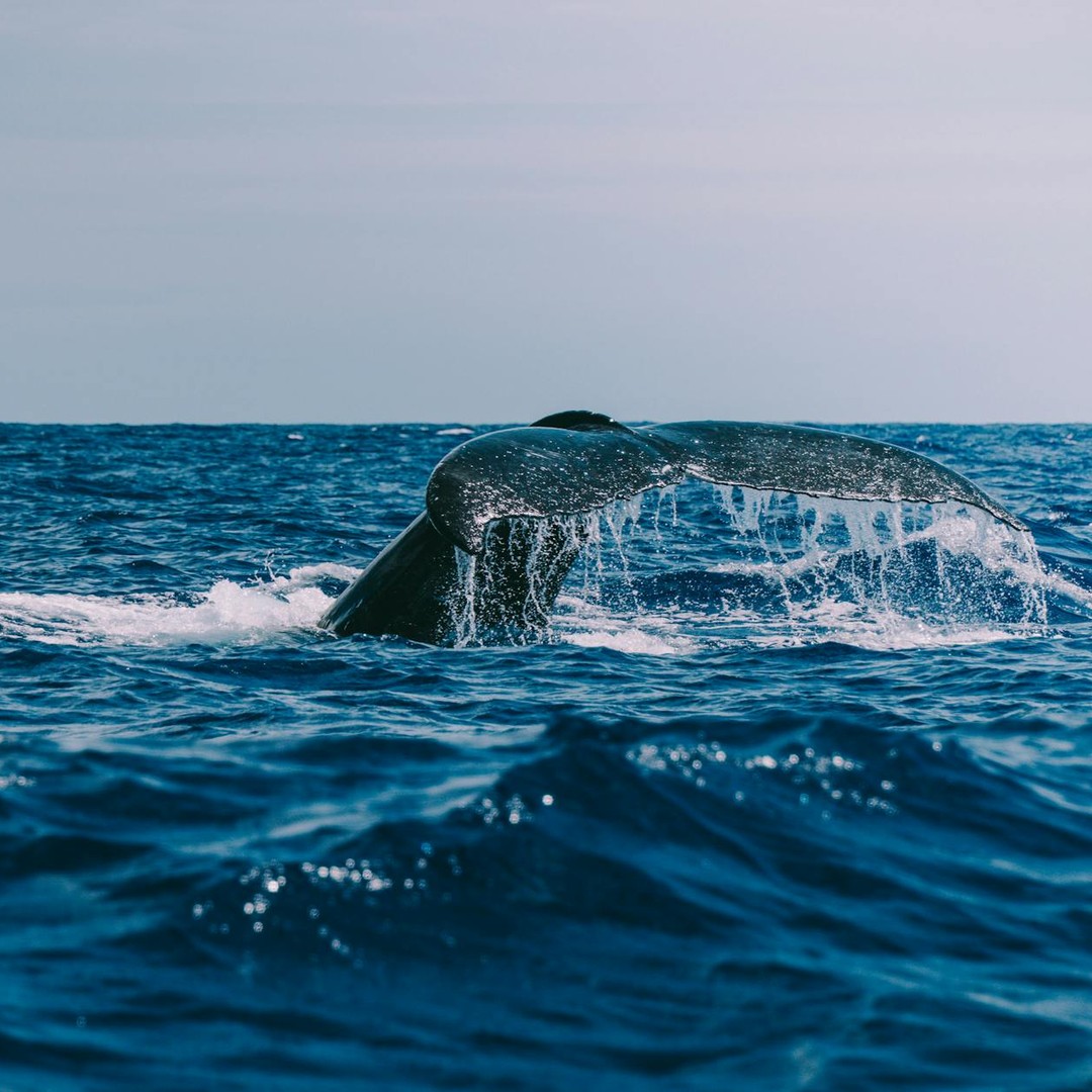 Le souffle d'une baleine n'est pas de l'eau de mer, mais surtout de l'air chaud et de la vapeur.