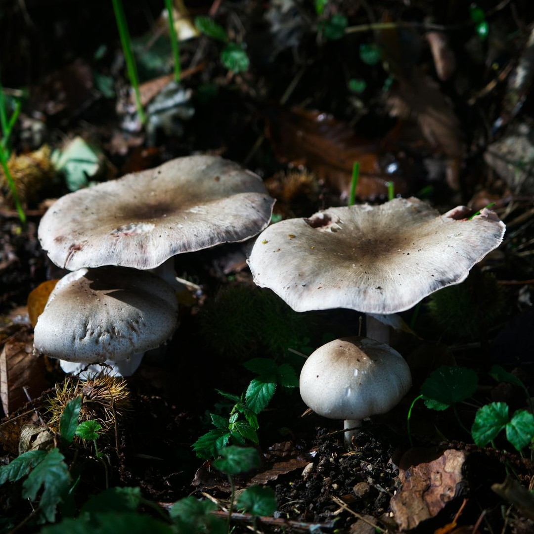 Le plus grand organisme connu est un champignon souterrain de près de 9 km².