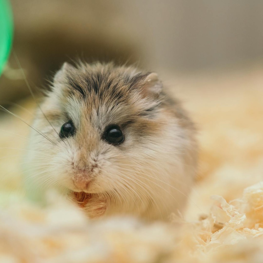 Les hamsters peuvent parcourir plusieurs kilomètres par nuit sur leur roue.