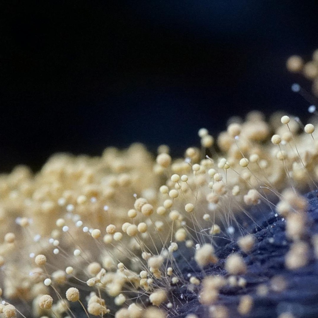 Les humains et les champignons partagent des maladies communes.