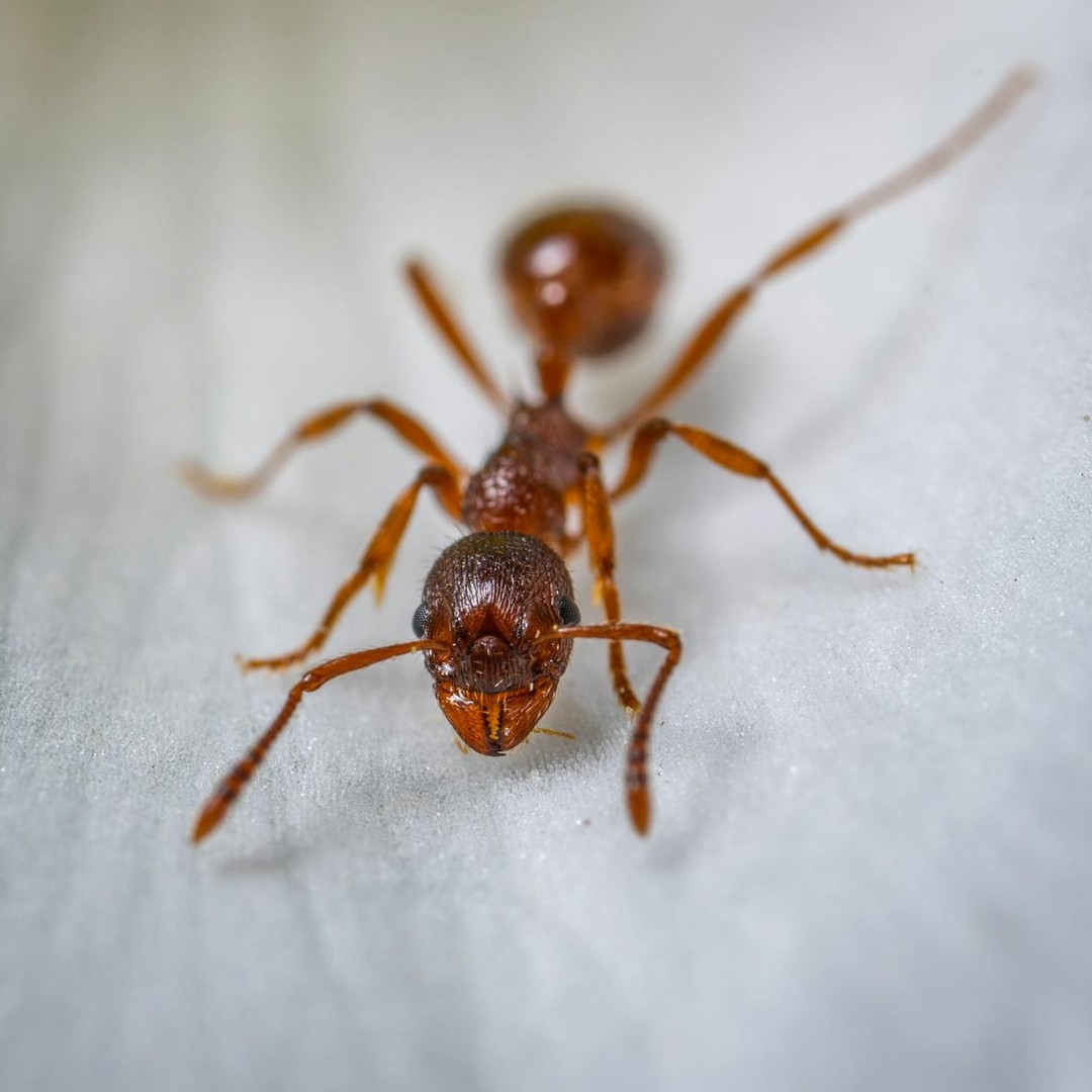 Les fourmis du désert comptent leurs pas pour retrouver le nid.
