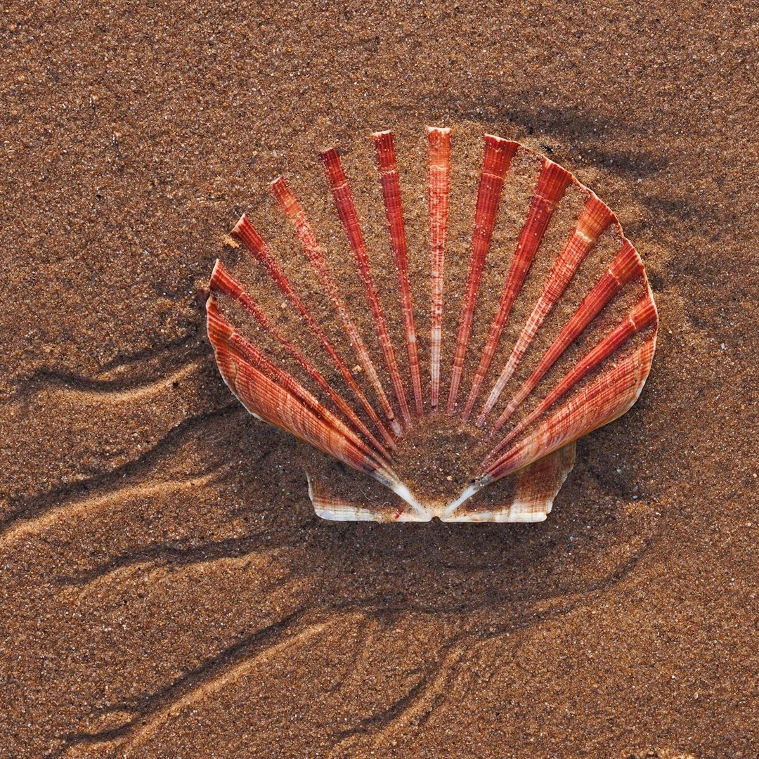 La coquille Saint-Jacques peut avoir jusqu'à 200 yeux.