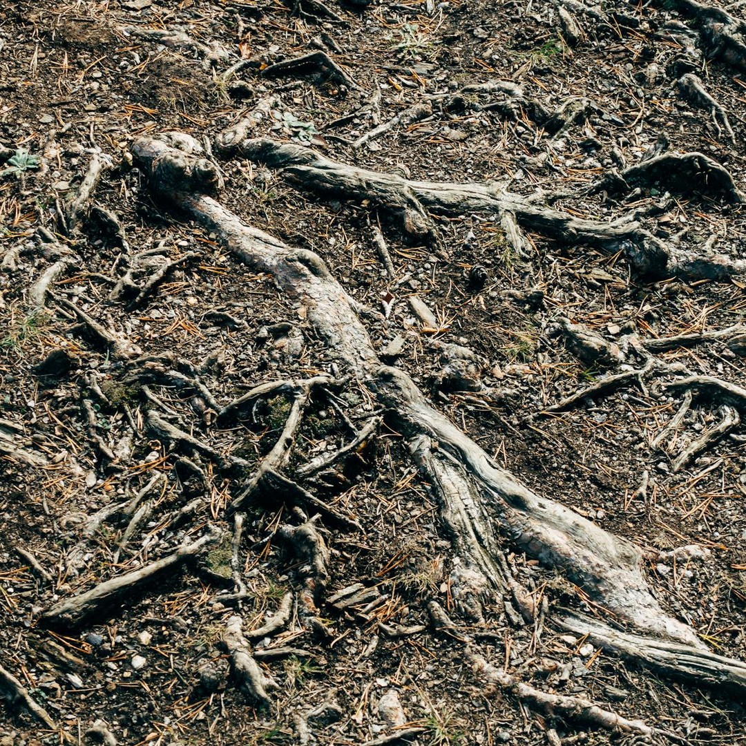 Les arbres peuvent partager des sucres avec d'autres espèces via les champignons.