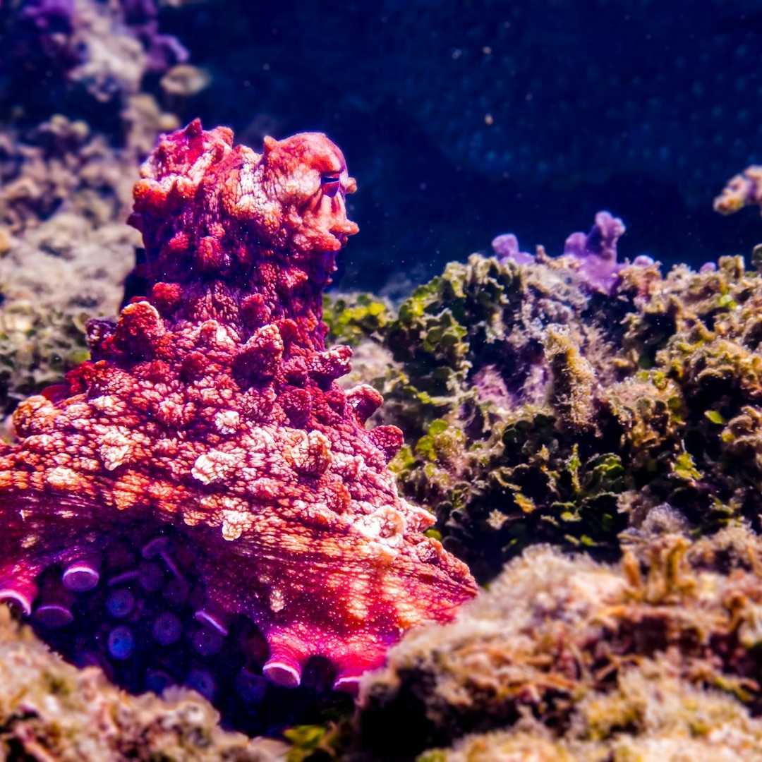 Une grande partie des neurones du poulpe se trouve dans ses bras.
