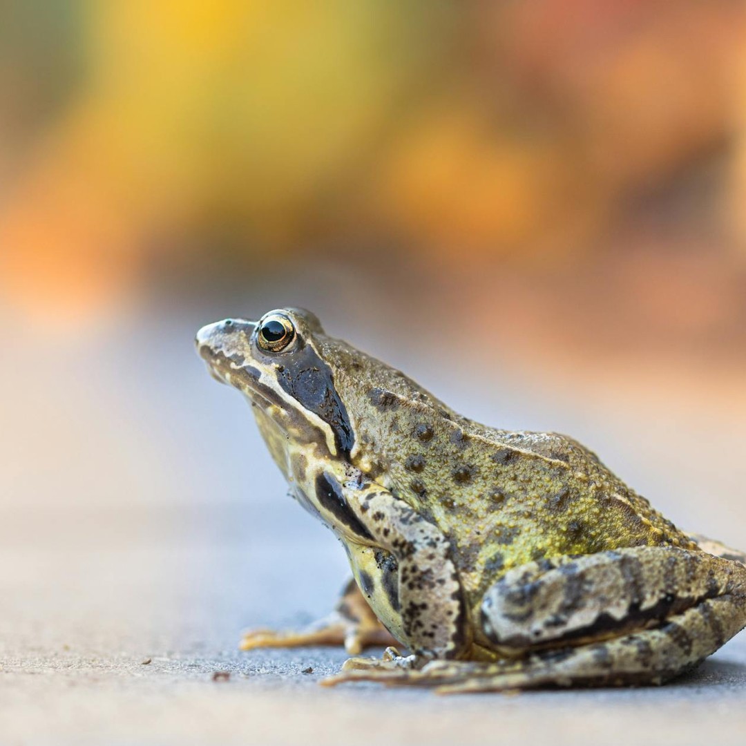 Les grenouilles respirent aussi par leur peau.
