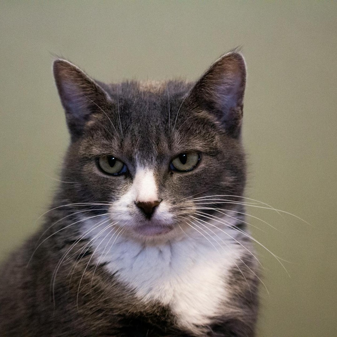 Les chats ont été domestiqués plus superficiellement que les chiens.