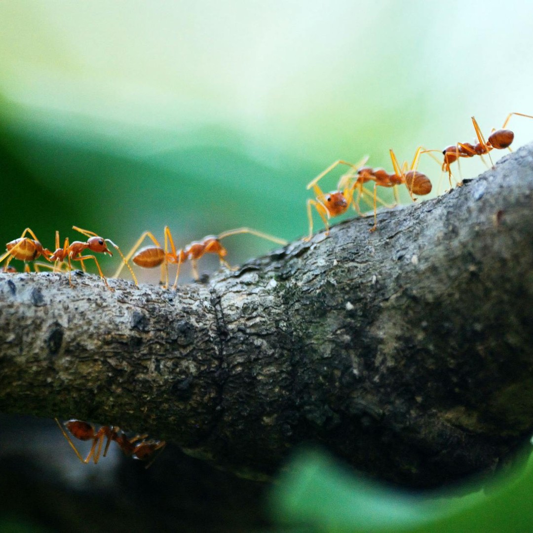 Les fourmis construisent des cimetières loin de leur nid.