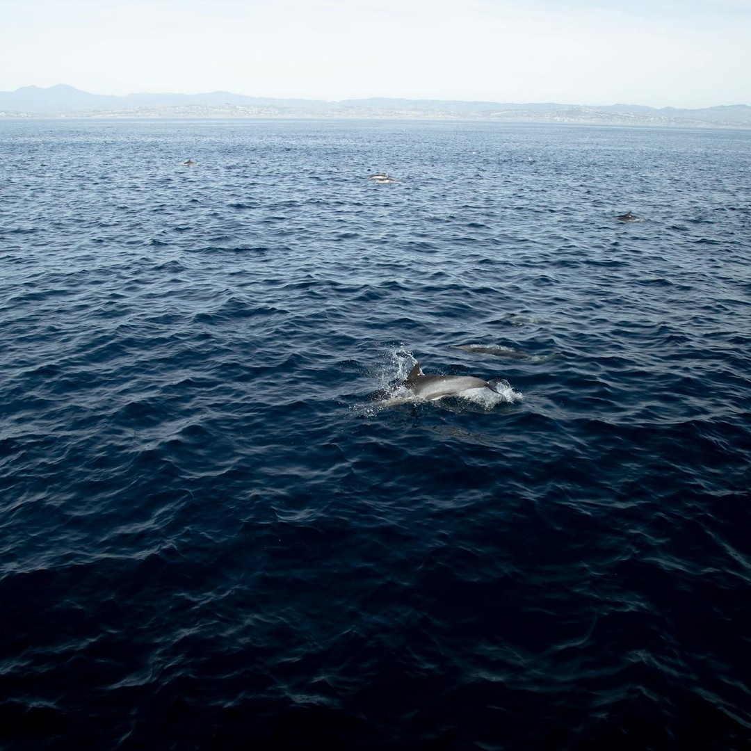 Les dauphins se reposent en gardant un hémisphère du cerveau éveillé.