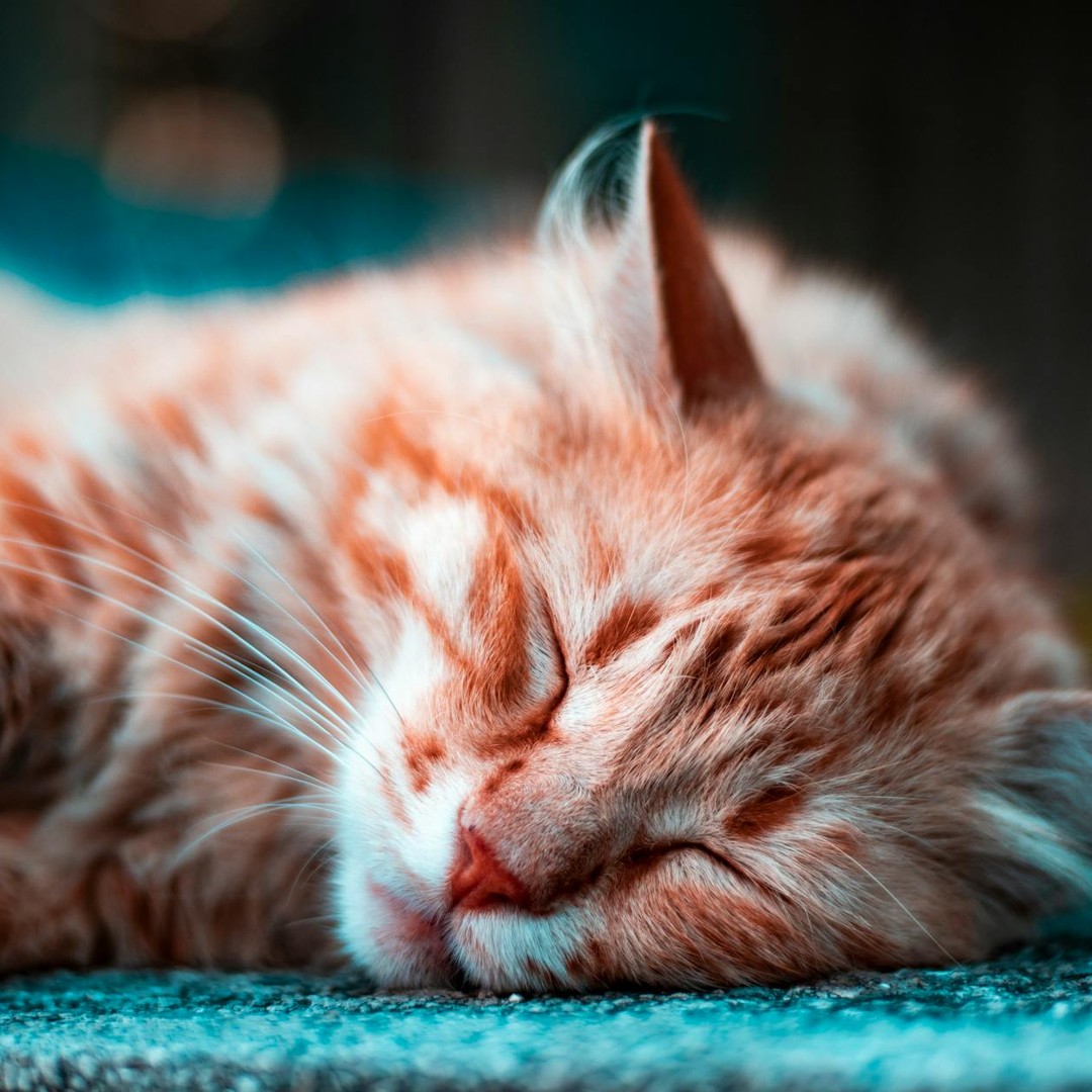 Les chats ronronnent à une fréquence thérapeutique de 25 à 50 Hz.