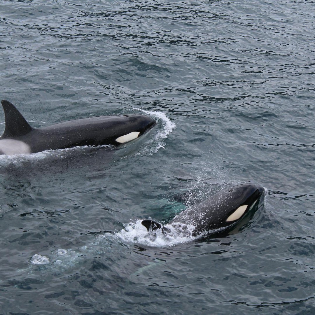 Les orques tuent les grands requins blancs pour manger leur foie.