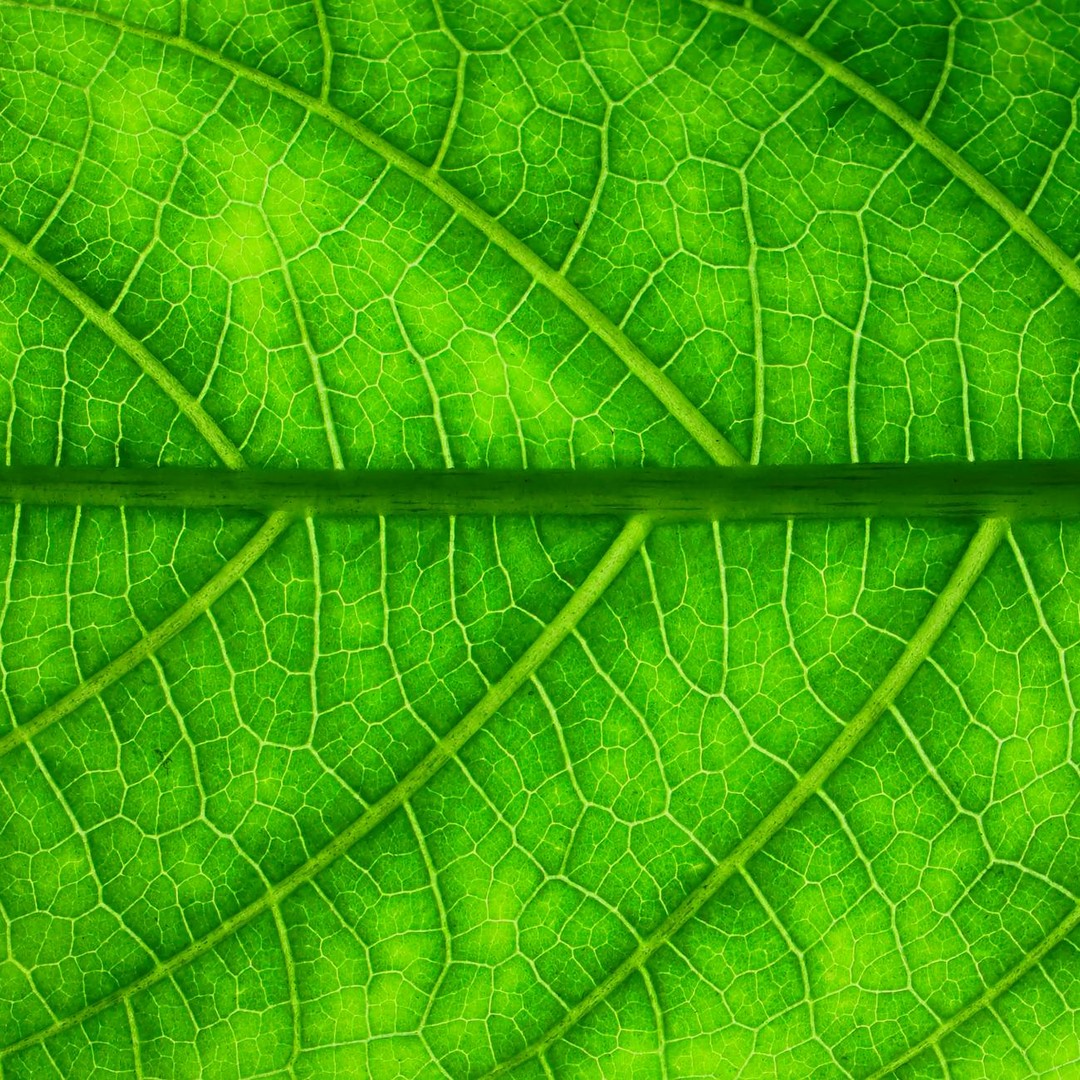 Les plantes peuvent se défendre chimiquement contre les herbivores en quelques minutes.