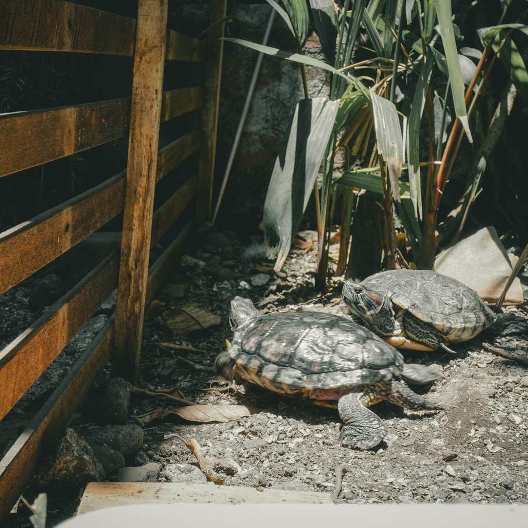 La tortue de Floride peut vivre une trentaine d'années.