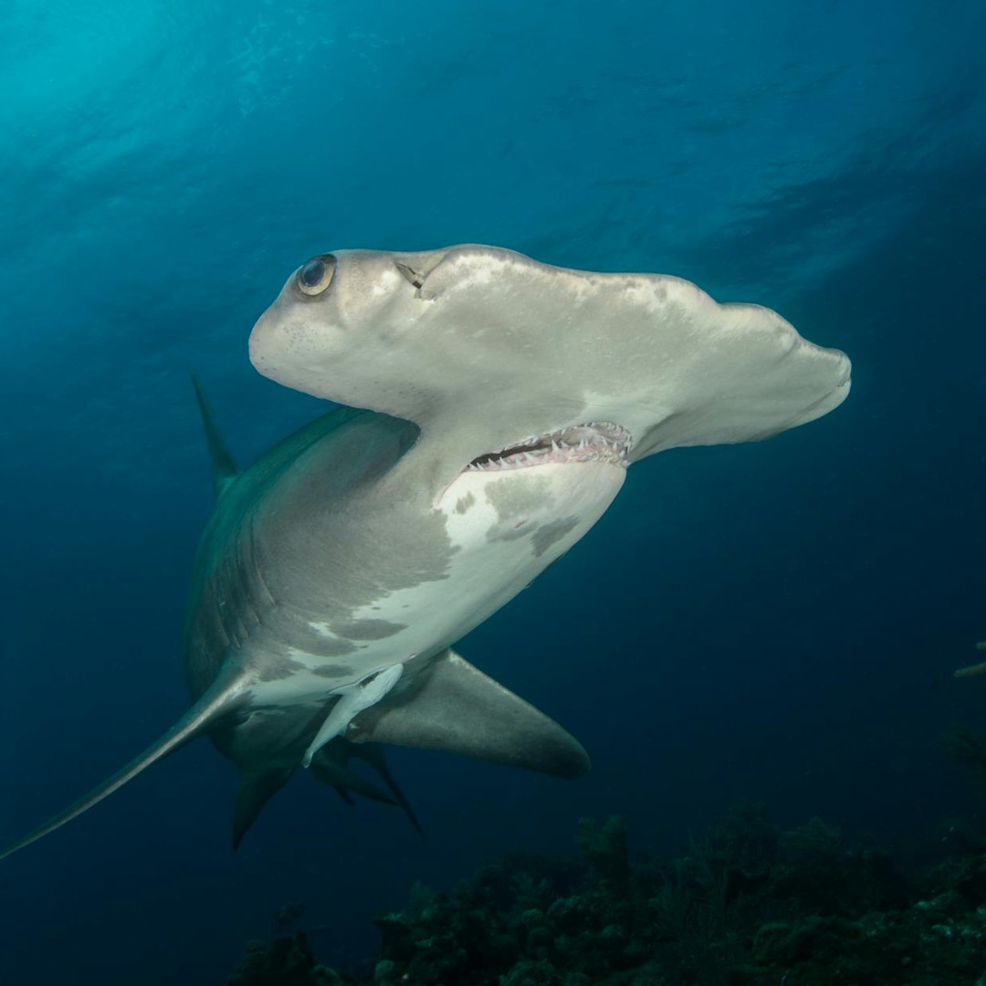 Les requins marteaux utilisent leur tête comme un détecteur naturel.