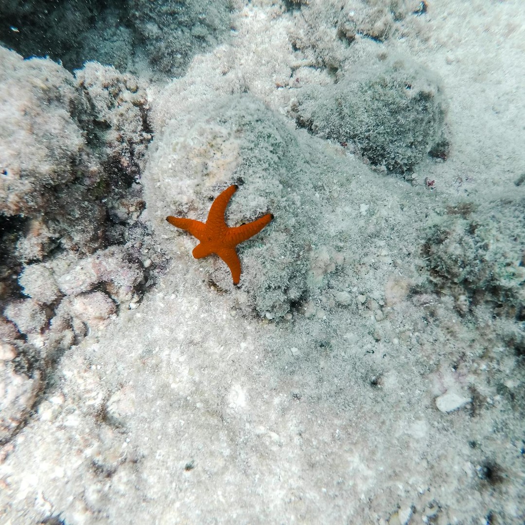 Les étoiles de mer peuvent régénérer leurs bras en plusieurs mois.