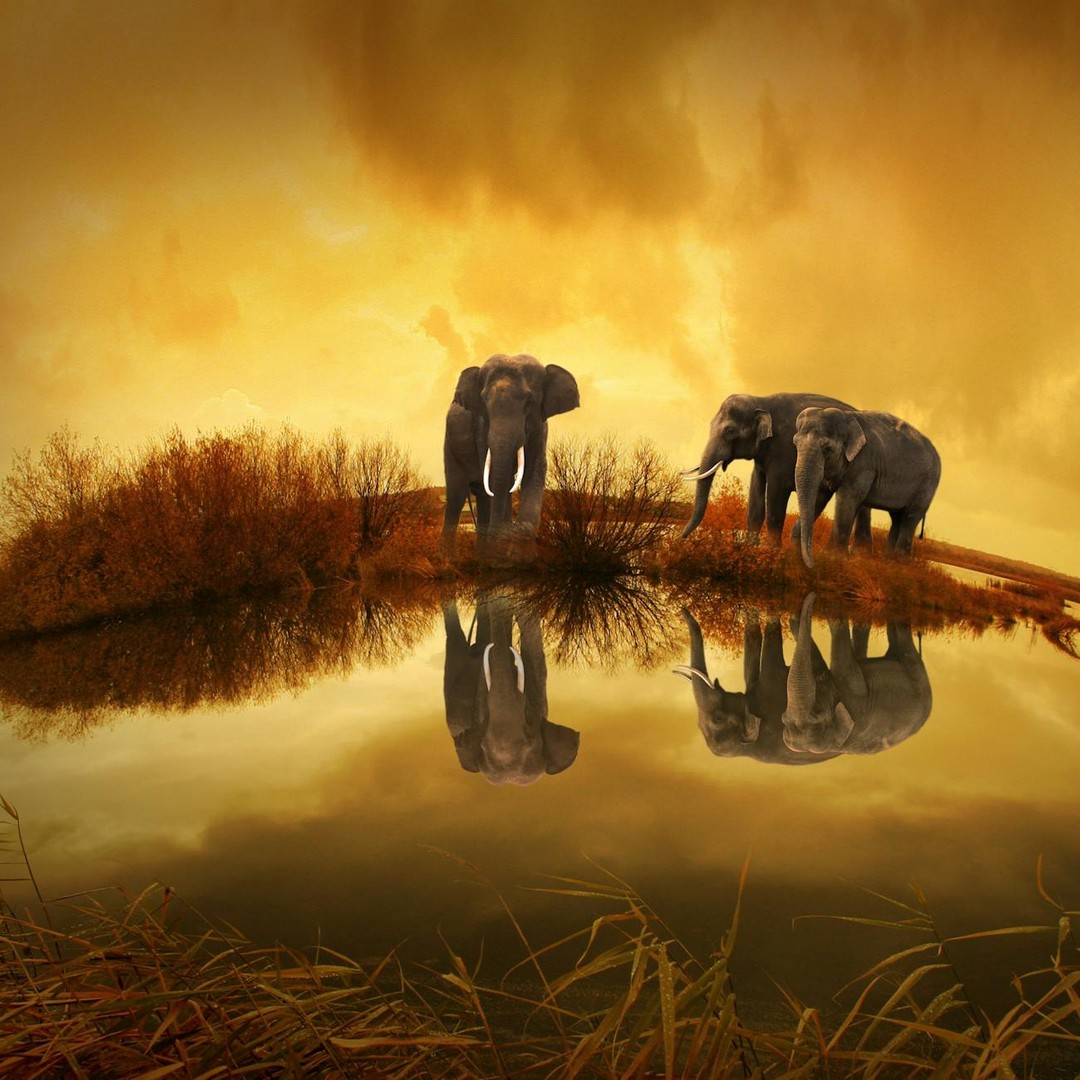 Les éléphants font partie des rares animaux capables de réussir le test du miroir.