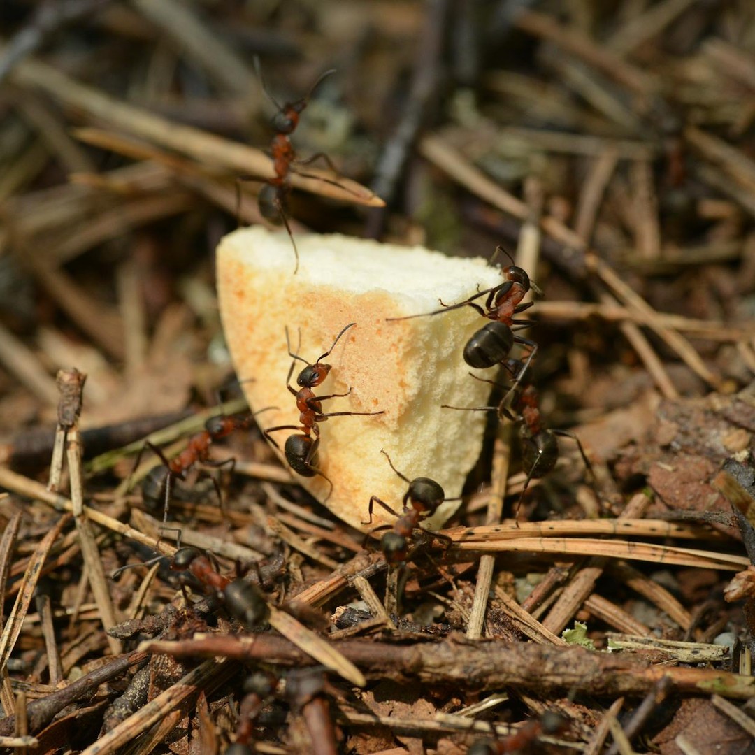Les fourmis légionnaires d'Amazonie forment des bivouacs vivants pour dormir.