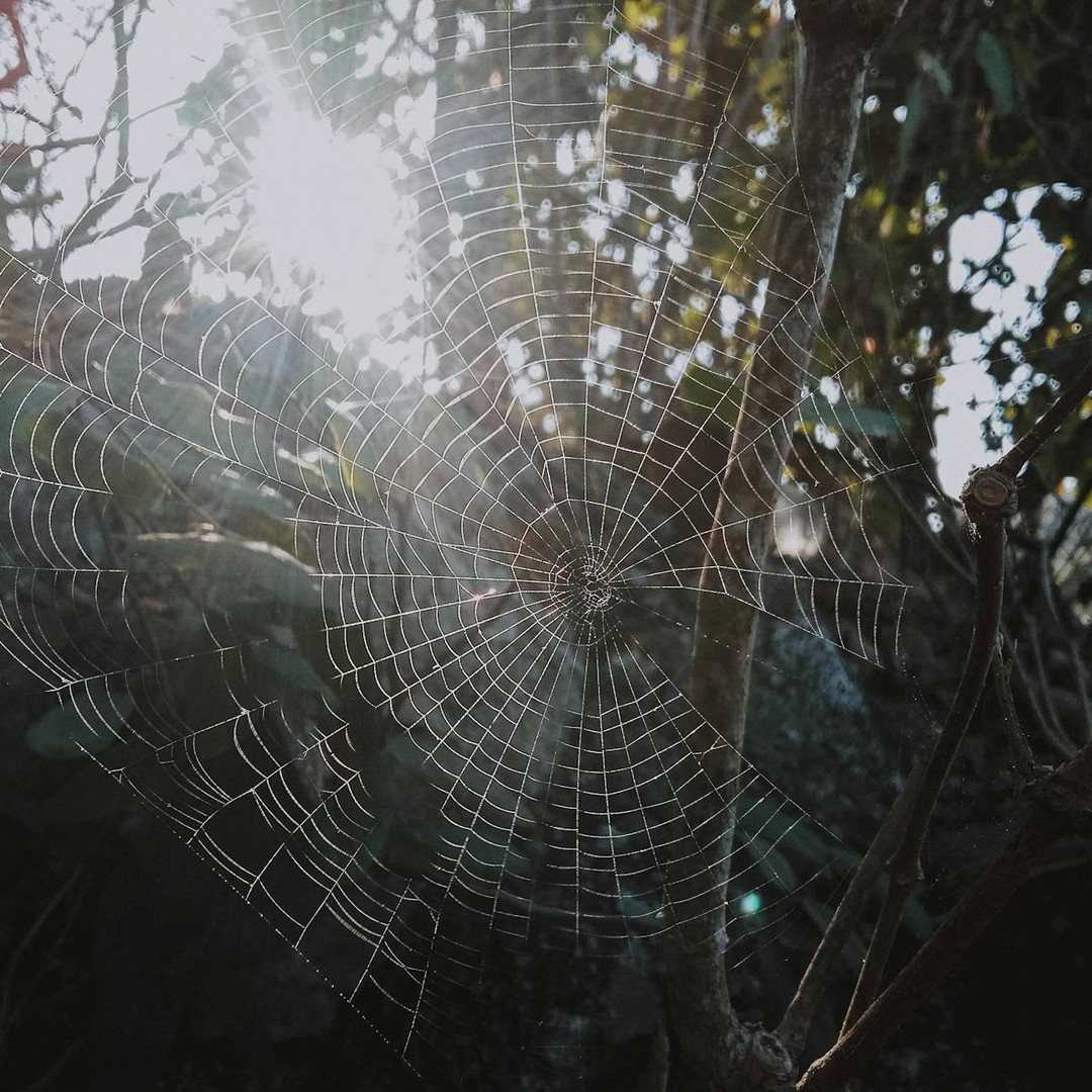 Les araignées peuvent sentir leurs proies à travers les vibrations de leur toile.