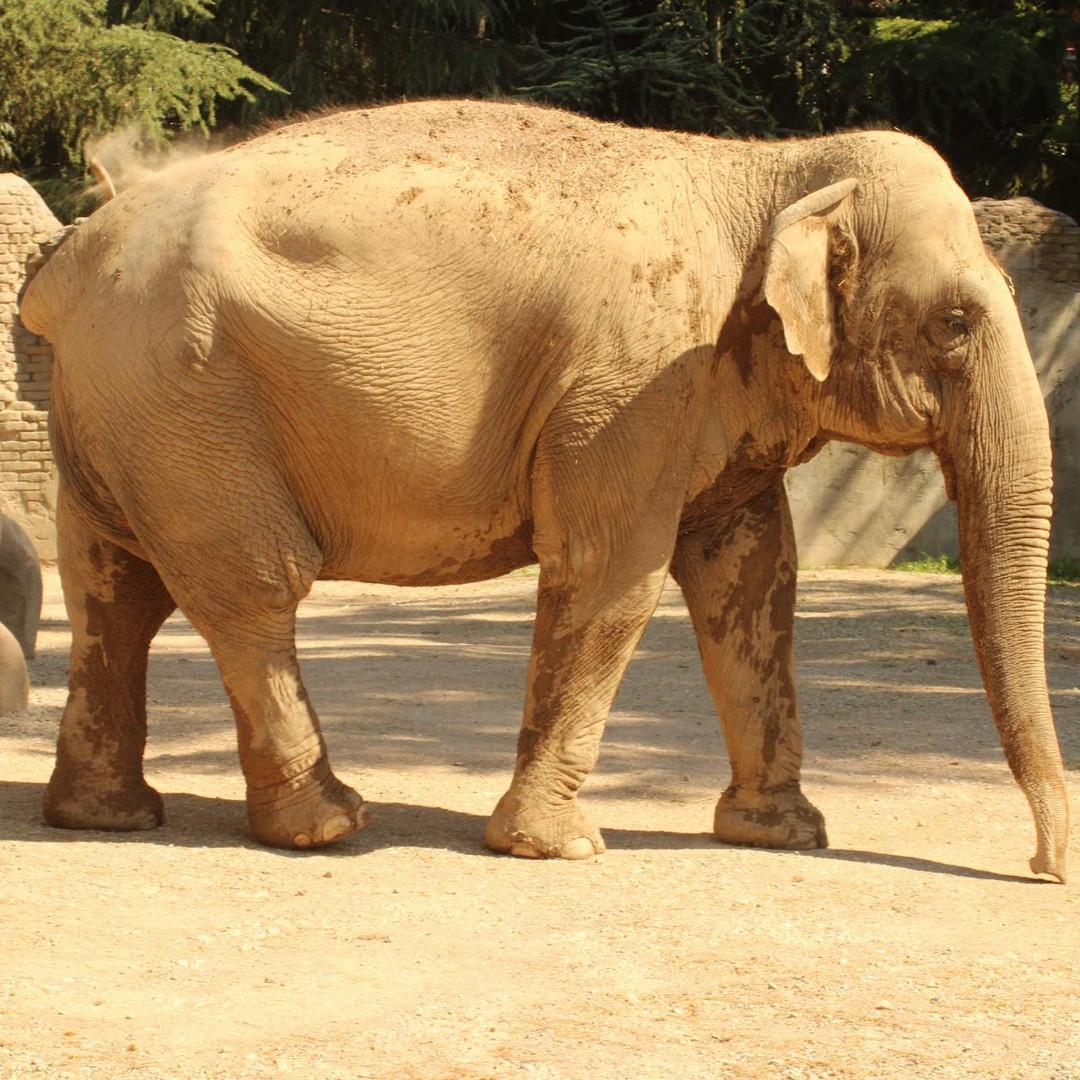 Les éléphants d’Asie ont des oreilles plus petites que les éléphants d’Afrique.
