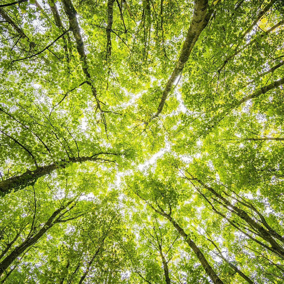 Certains arbres clonaux peuvent former un même organisme pendant des millénaires.
