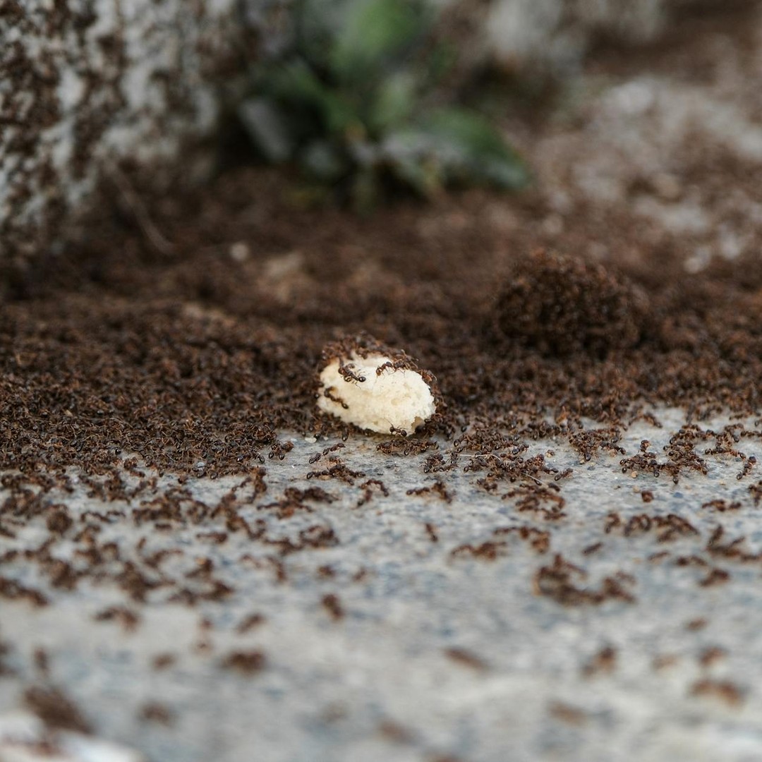 Les fourmis peuvent transporter de la nourriture jusqu'à leur nid situé à 1 km.
