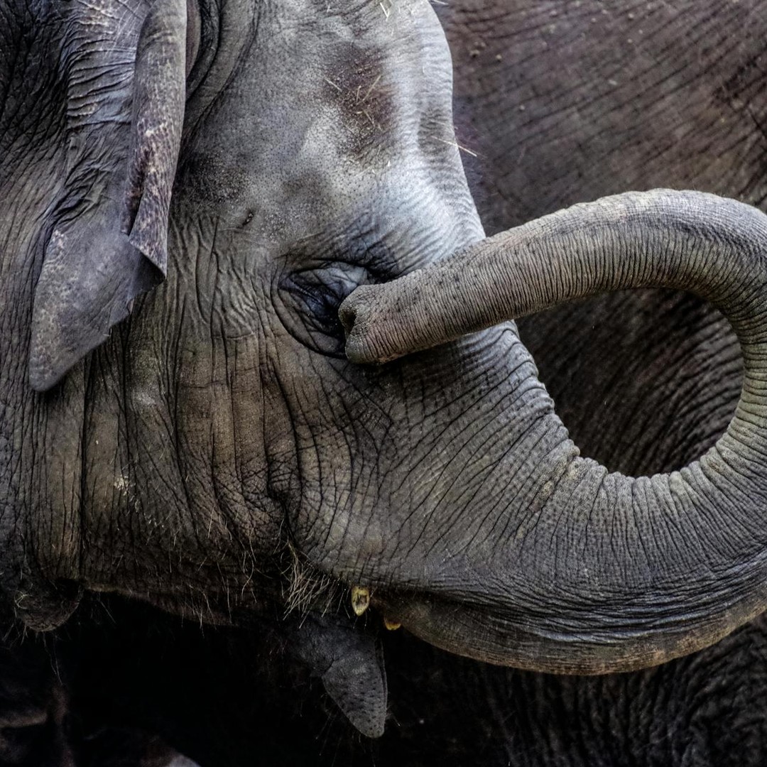 Des éléphants d’Afrique peuvent reconnaître les appels d’environ 100 femelles adultes.