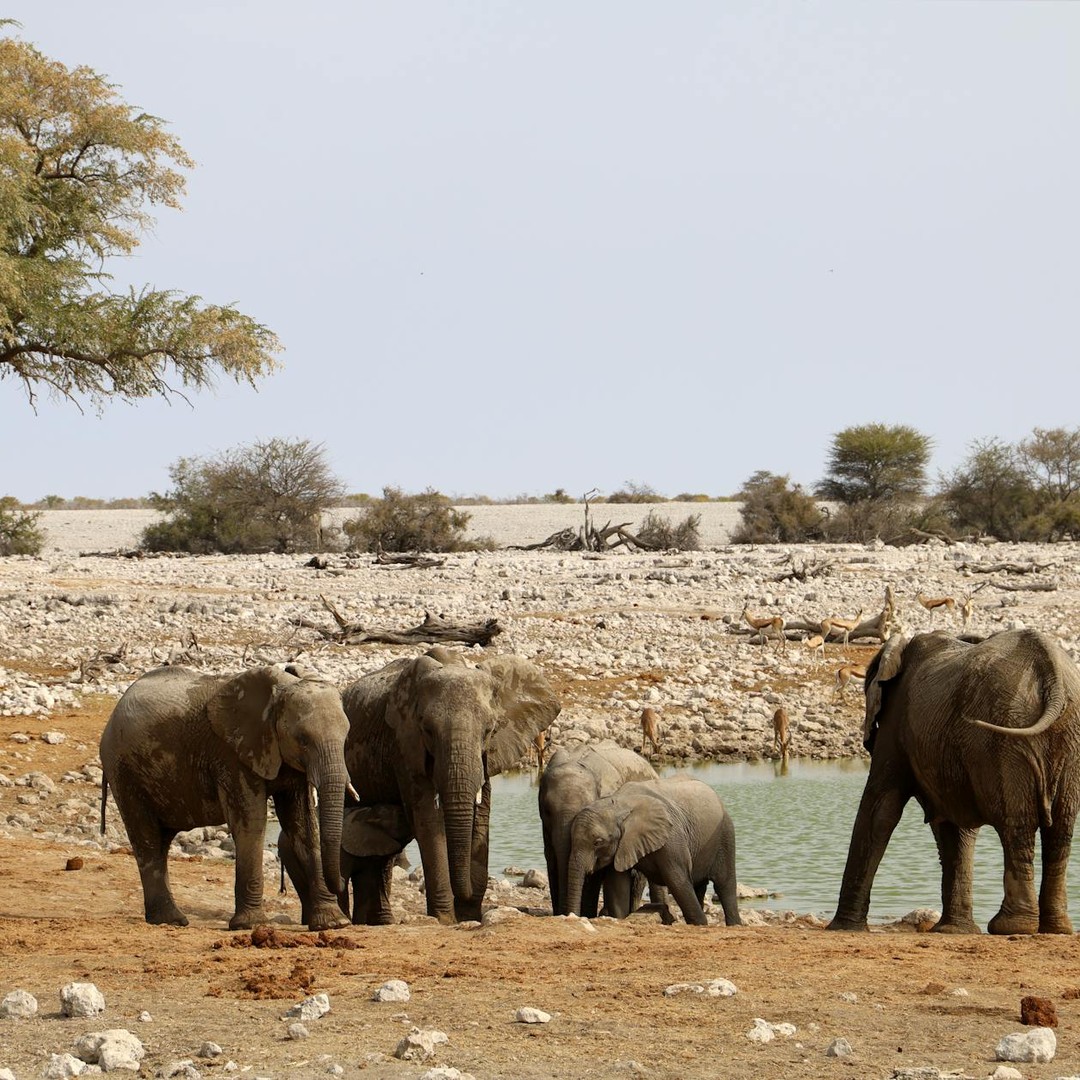 Les éléphants peuvent retrouver des points d’eau à plusieurs dizaines de kilomètres.
