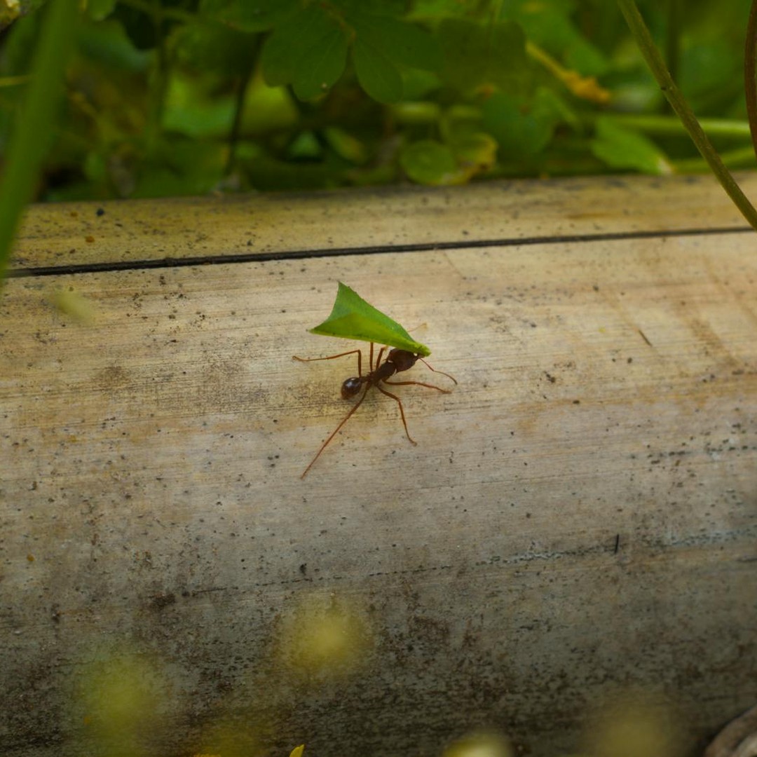 Les fourmis champignonnistes ont un microbiome intestinal qui digère les champignons.