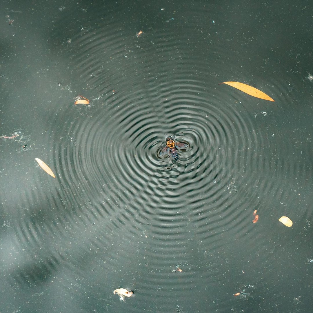 Les araignées de mer peuvent marcher sur l'eau.