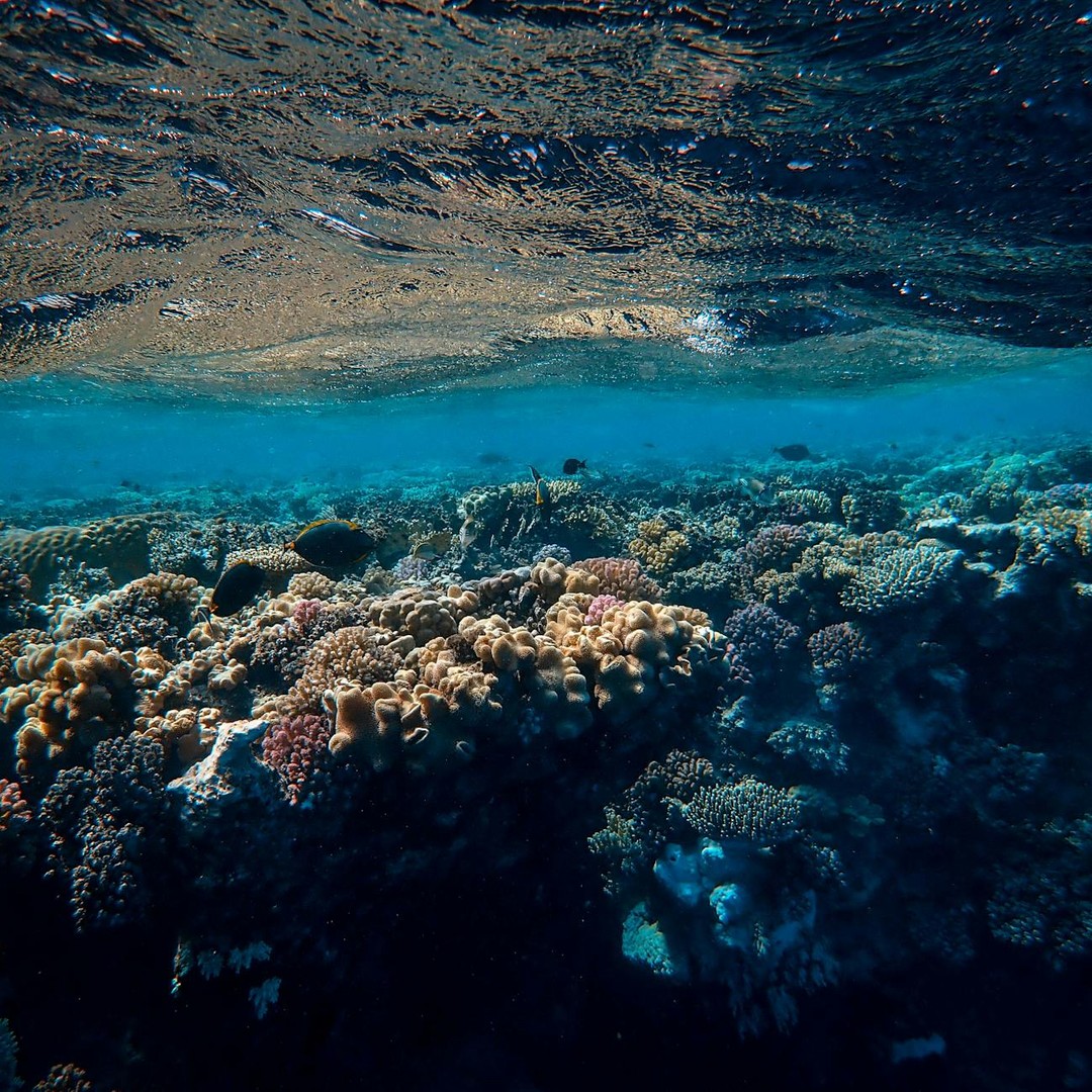 Les récifs coralliens ne couvrent que 0,1% des océans mais hébergent 25% des espèces marines.