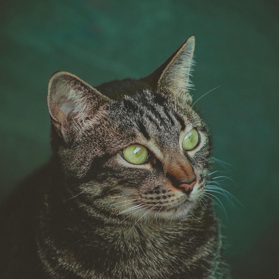 Les chats ont des moustaches (vibrisses) qui mesurent exactement la largeur de leur corps.
