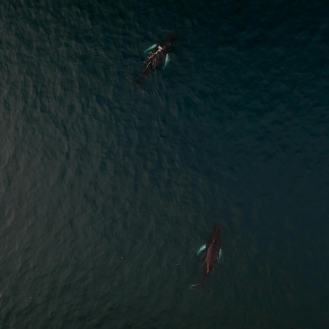 Les baleines à bosse migrent sans manger pendant 8 mois.