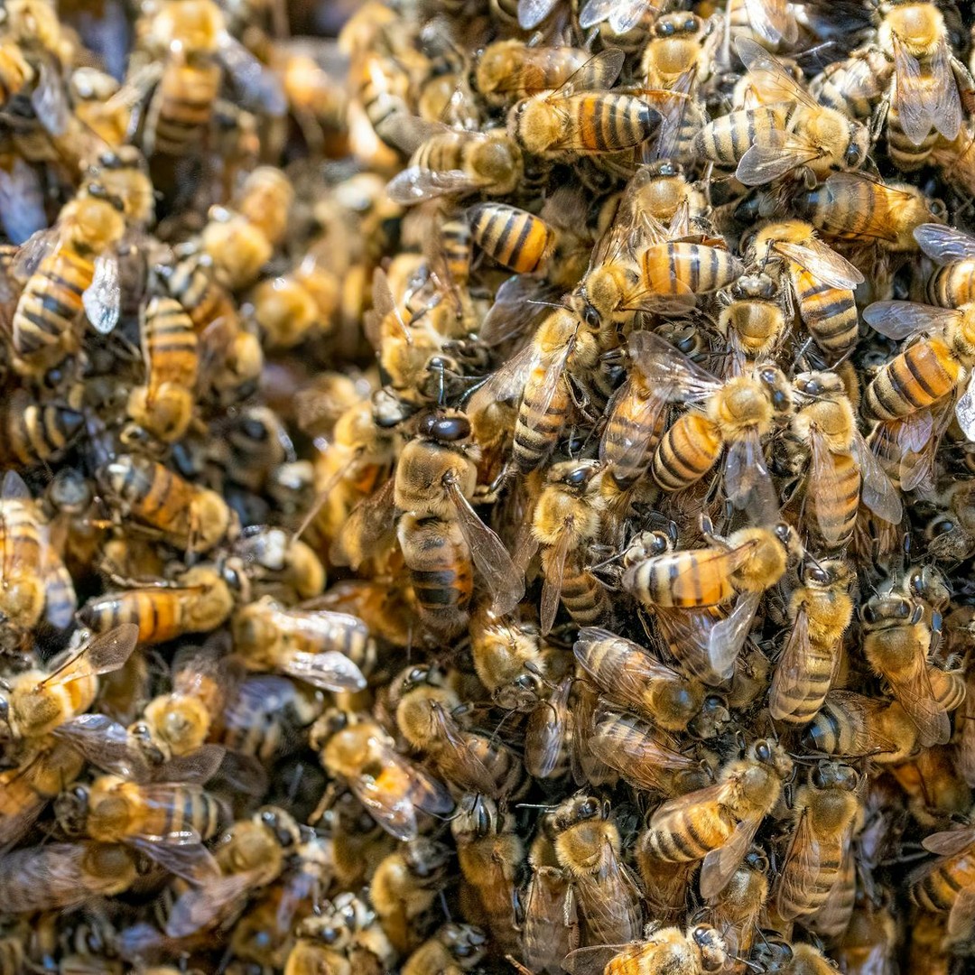 Les abeilles dansent pour indiquer la direction et la distance de la nourriture.
